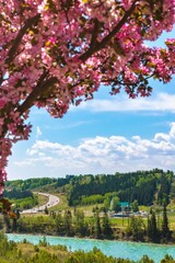 Naklejka premium Pink Flowers Framing The Bow River Valley