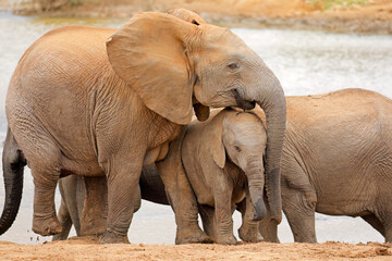 African elephant (Loxodonta africana) cow with calf, Addo Elephant National park, South Africa.