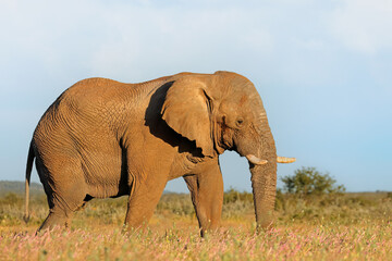 Large African elephant bull (Loxodonta africana), Etosha National Park, Namibia.