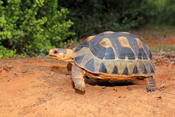 A small angulate tortoise (Chersina angulata) in natural habitat, South Africa.