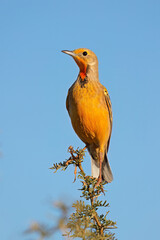 A Cape longclaw (Macronyx capensis) perched on a branch against a blue sky, South Africa.