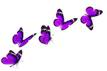 Beautiful purple butterfly - 614622262