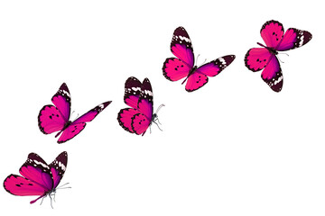 Beautiful pink butterfly - 614622281