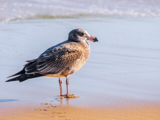 Pacific Gull Close