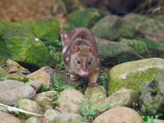 Beautiful willowy Spotted-Tailed Quoll.