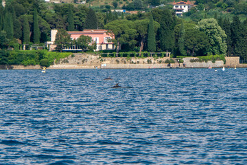 Delfinflosse ragt aus dem Wasser © Patrick