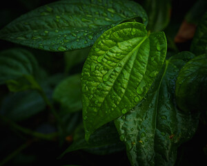 Betel leaves, Greenery plants. Raindrop on Betel leaves.