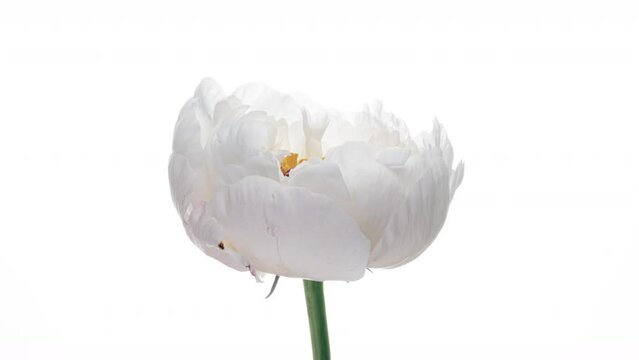 Beautiful opening white peony on white background. Petals of Blooming white peony flower open, time lapse, close-up. Holiday, love, birthday design backdrop. Bud closeup. Macro. 4K video timelapse