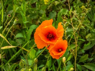 Fototapeta premium a couple of wild flowers - bright red poppies among green grass in a meadow on a sunny summer day