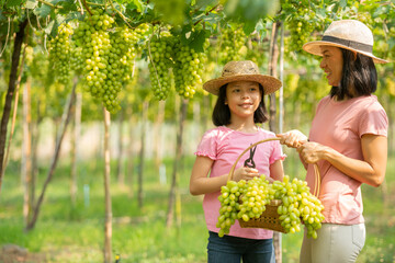 happy asian family traveling backpacker, Mother and daughter traveler standing in beautiful vineyards in autumn harvest with freshly grapes. vineyards at sunset in autumn harvest. ripe grapes in fall.