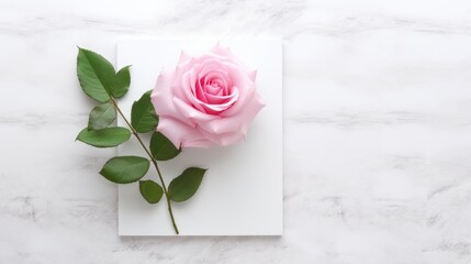 Pink rose flat lay on white background. Generative Ai