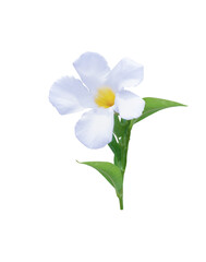 Fototapeta premium White rose dipladenia isolated on transparent background