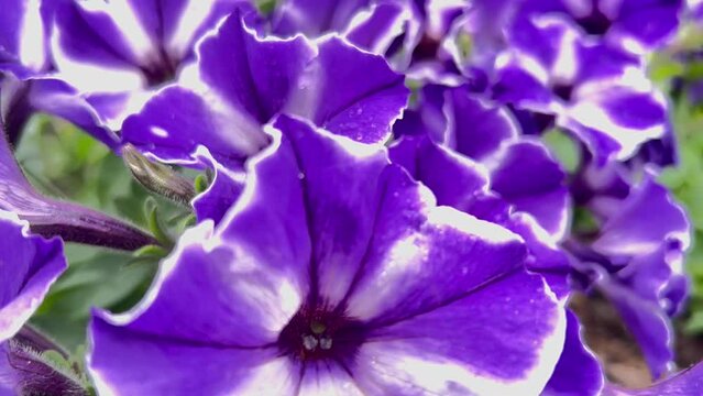 beautiful background of large delicate petals of bright pitunia buds.