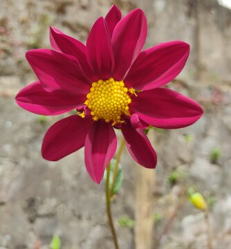 pink and yellow dahlia