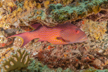 Fish swimming in the Red Sea, colorful fish, Eilat Israel
