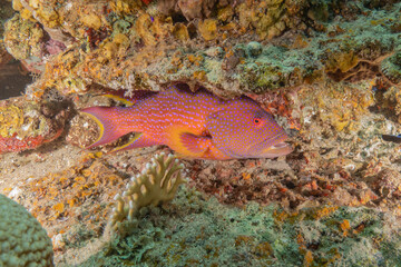 Fish swimming in the Red Sea, colorful fish, Eilat Israel
