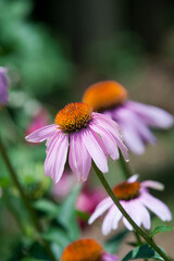 Cone Flower