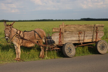 Fototapeta na wymiar Poser donkey with cart in Teleorman, Romania