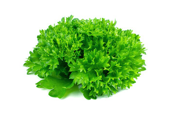 Lush fresh parsley on a white background. Bunch of fresh herbs for salad.