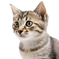 Cute kitten portrait isolated on transparent background. Generative AI.