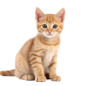 Cute kitten portrait isolated on transparent background. Generative AI.