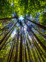 Bäume von unten mit Himmel im Wald. Grüne Bäume und blauer Himmel