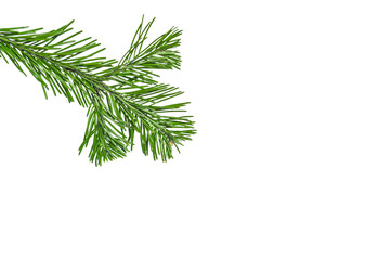 fir branche. Spruce branche png, pine, spruce. Christmas decorations.
