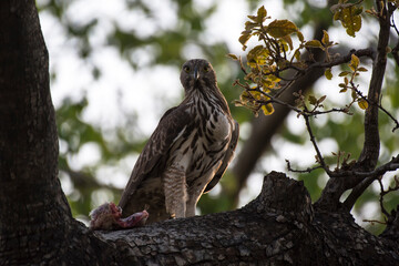 Changeable hawk eagle bird resting on a branch with use of selective focus