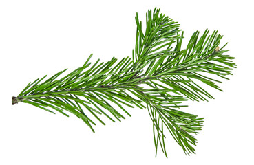 Christmas pine branch isolated on white background
