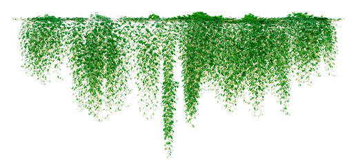 A trail of realistic ivy leaves or Ivy green with leaf. Png transparency	