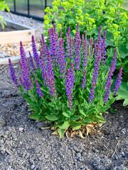 Beautiful purple woodland sage in cultivating box