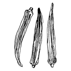 Three pods or fruits of okra. Abelmoschus esculentus. Hand drawn linear doodle rough sketch. Black silhouette on white background.
