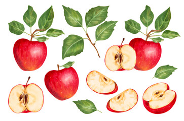 Set of red apples with green leaves. Fruit collection with composition. Food illustration for thanksgiving and harvest decor, scrapbooking.Watercolor and marker illustration.Hand drawn isolated.