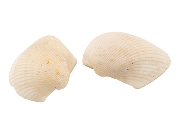 Shell cut background out 