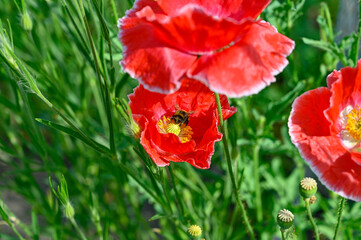 Bumblebee collecting pollen in big red poppy flower