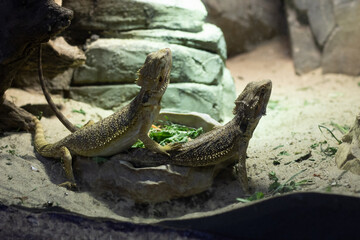 
Photo of a lizard in a terrarium