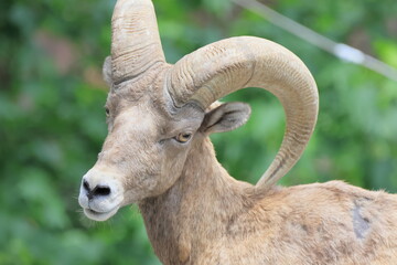 オオツノヒツジ