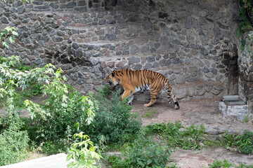 Fototapeta na wymiar Photo of tigers in the zoo