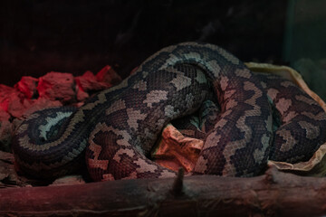 Photo of a snake in a terrarium