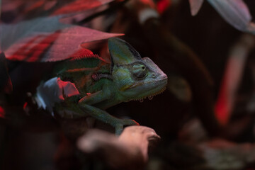 Photo of a chameleon in a terrarium