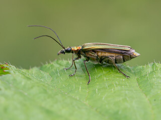 Fototapeta na wymiar Thick legged flower beetle female