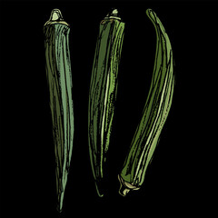 Three green pods or fruits of okra. Abelmoschus esculentus. Hand drawn colorful rough sketch. On black background.