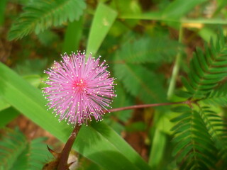 flower of a thistle flower