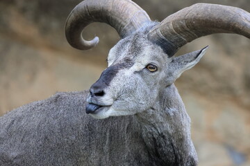 スーチョワンバーラル