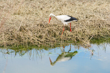 Close-up of a white stork (Ciconia ciconia).
