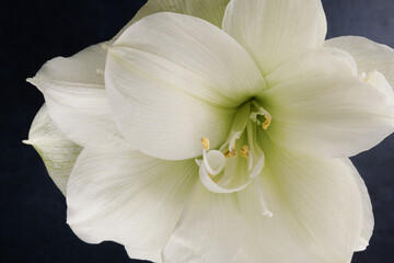 Close-up view of white and green amaryllis against blue background.