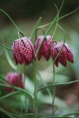 Close up of checkered lily fritillaria flowers in spring garden.
