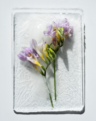 Purple alstromeria, frozen in block of ice, on white background.