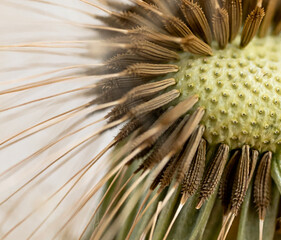 Macro close up of seeds in the head of a dandelion flower.
