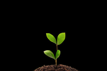  A plant with sunlight on black background. Eco Friendly picture with dark background